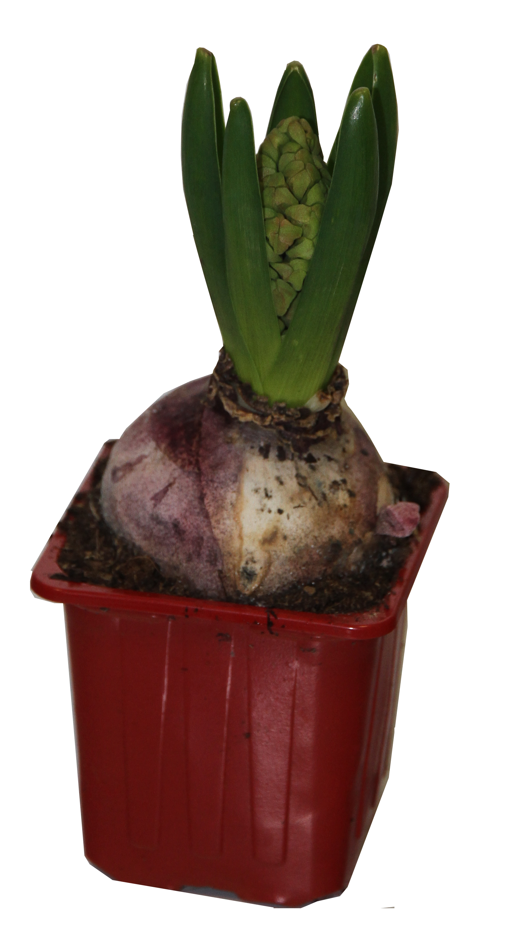 Horti-Flandre - Jacinthe rouge godet 7 cm - Image 2