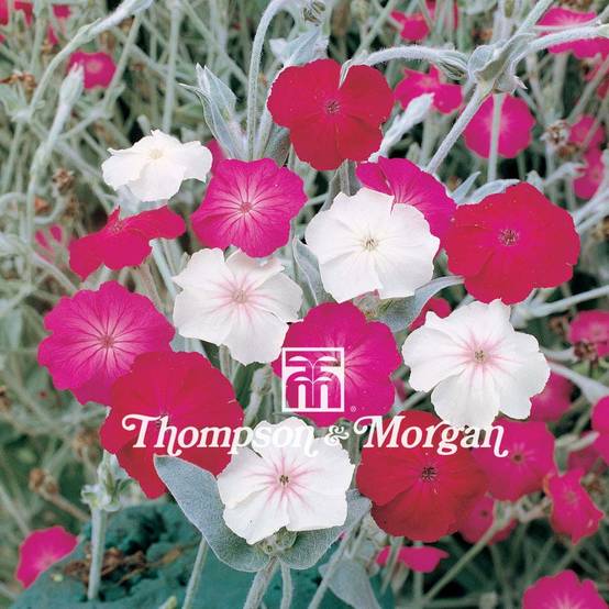 Promesse de Fleurs - Graines de Lychnis coronaria Dancing Ladies - Coquelourde des Jardins le sachet de 600 graines environ (0,4g)