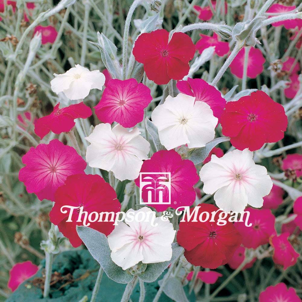 Promesse de Fleurs - Graines de Lychnis coronaria Dancing Ladies - Coquelourde des Jardins le sachet de 600 graines environ (0,4g)