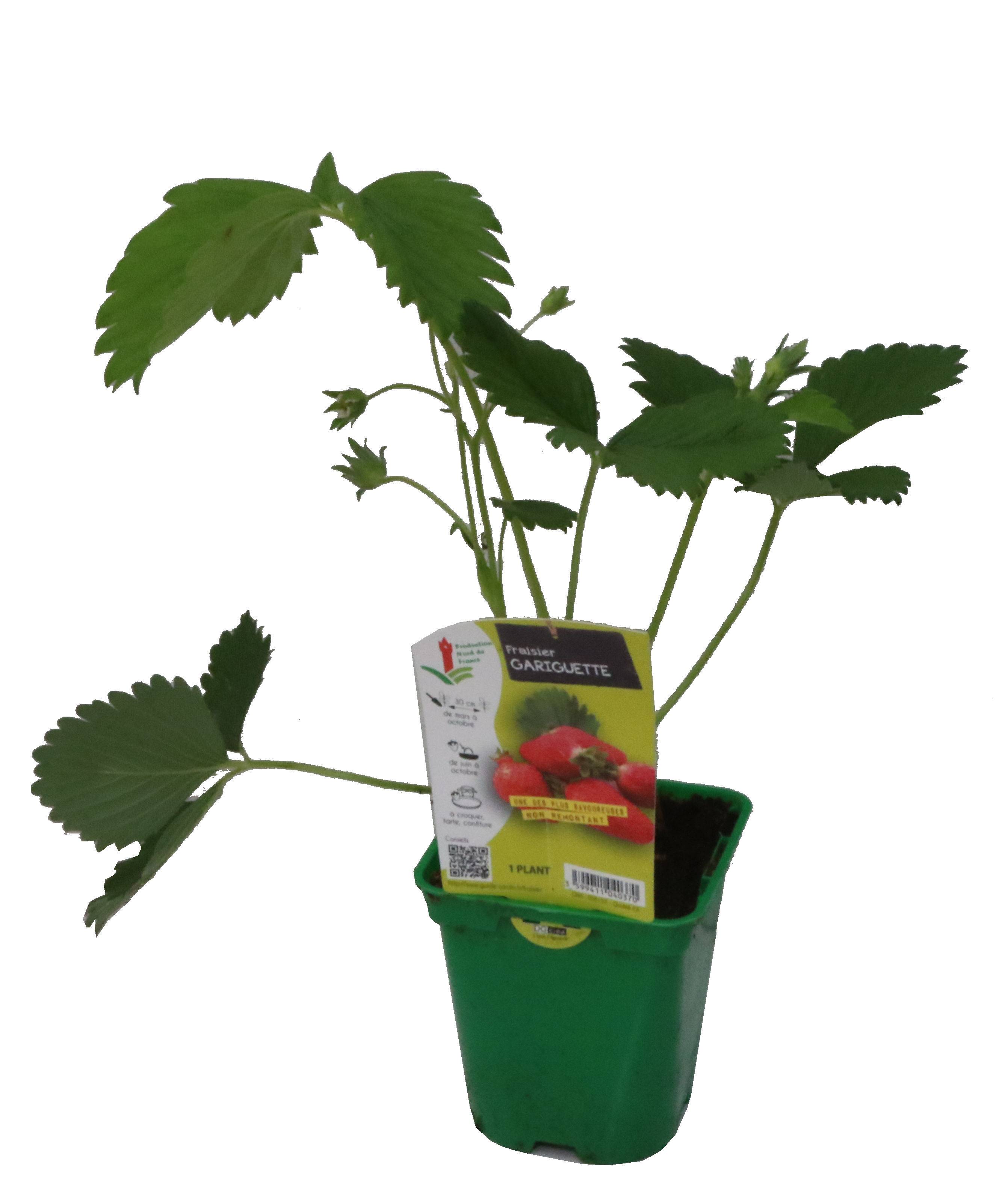 Fraisier gariguette Pot 10,5 cm