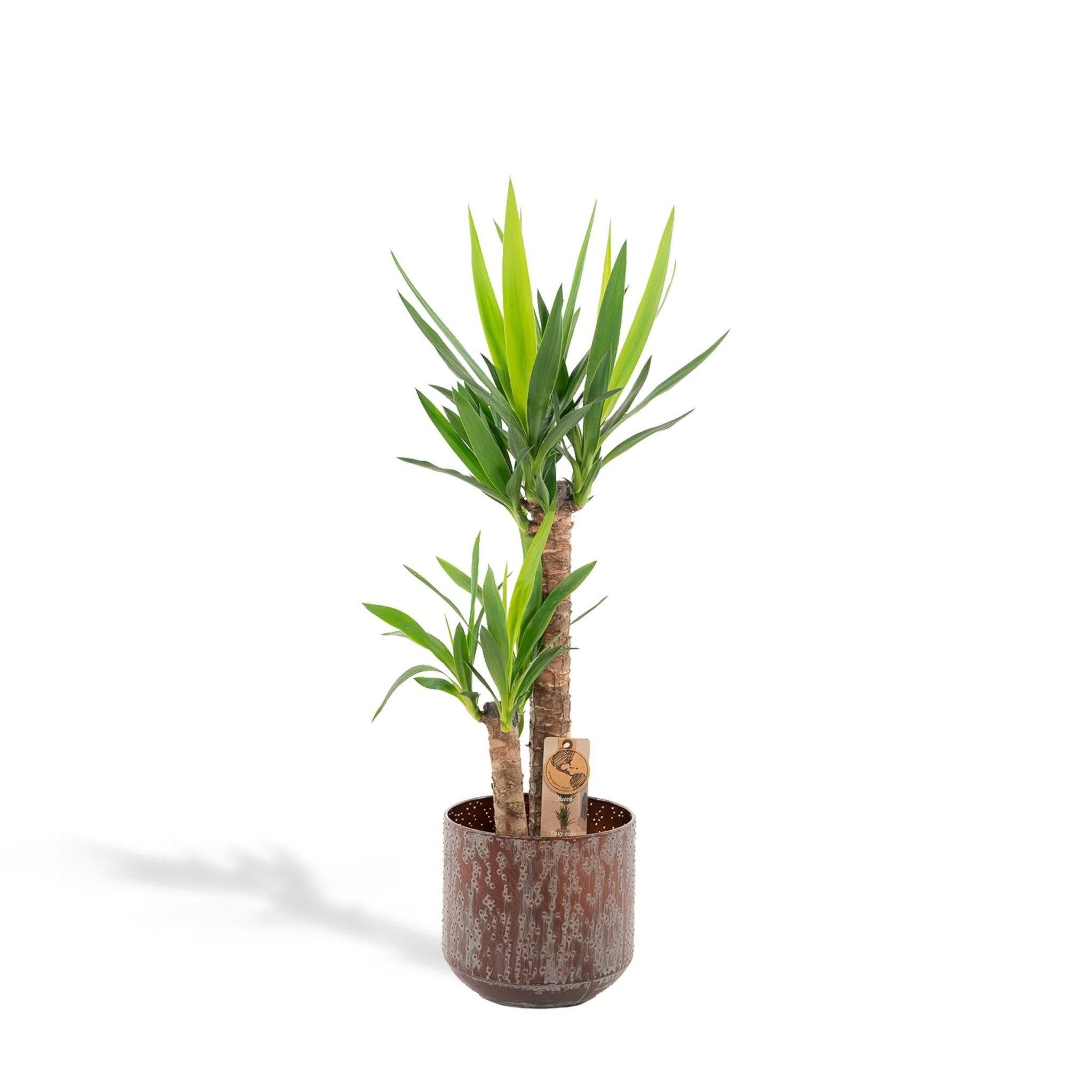 La Green Touch - Yucca XL et son cache h100cm 100cm - Plante d'intérieur- La Green Touch - Image 1