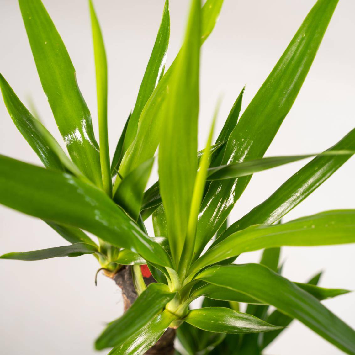 La Green Touch - Yucca XL et son cache h100cm 100cm - Plante d'intérieur- La Green Touch - Image 5