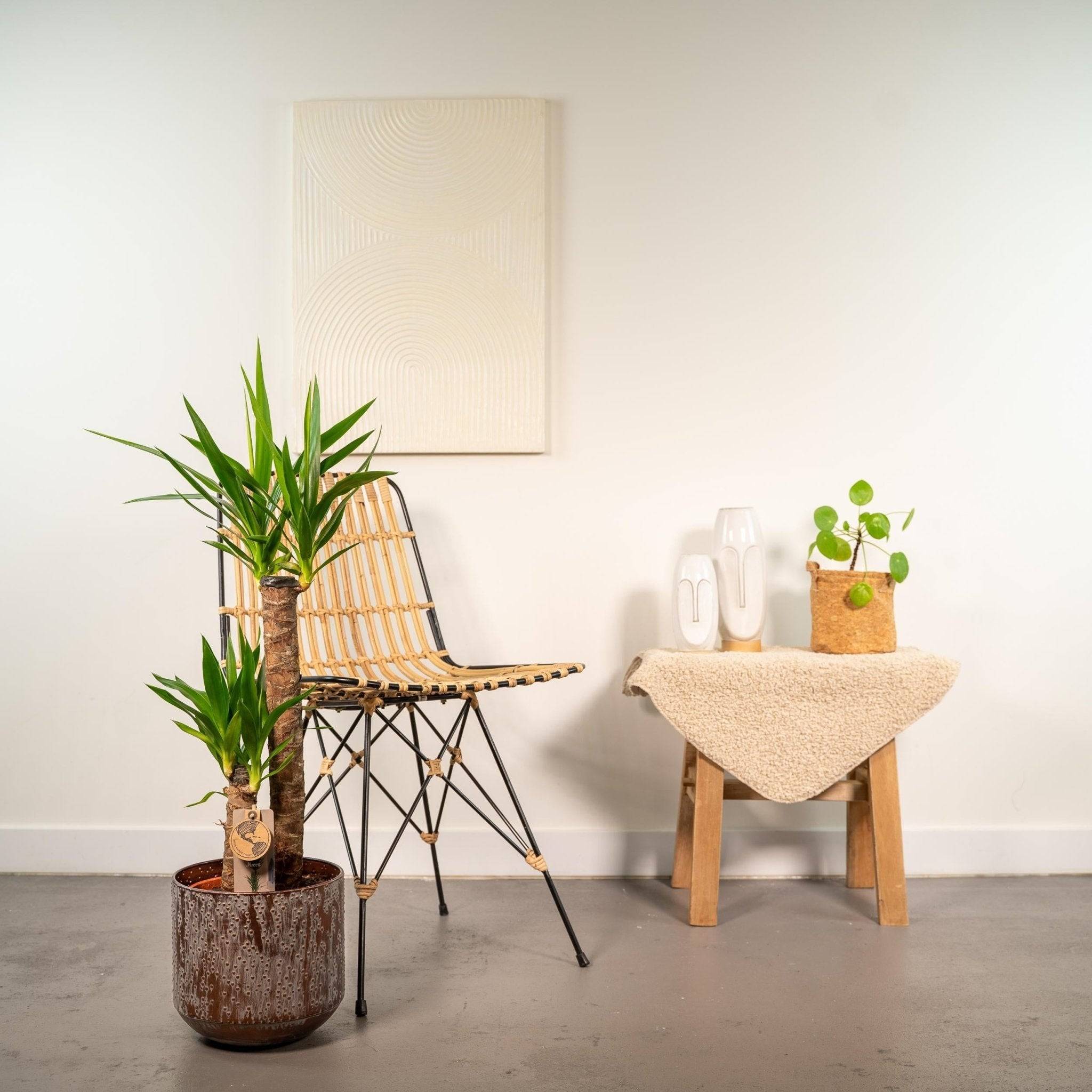 La Green Touch - Yucca XL et son cache h100cm 100cm - Plante d'intérieur- La Green Touch - Image 4