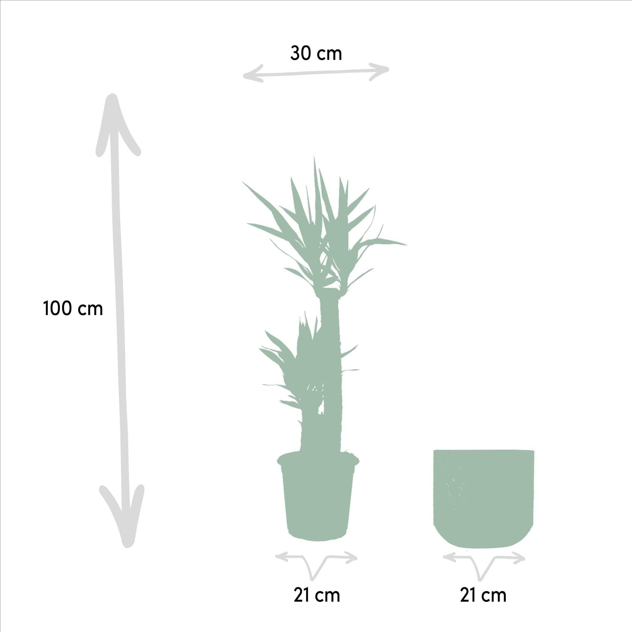 La Green Touch - Yucca XL et son cache h100cm 100cm - Plante d'intérieur- La Green Touch - Image 3