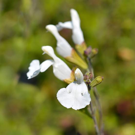 Sauge arbustive Gletsjer - Salvia microphylla Pot de 2L/3L