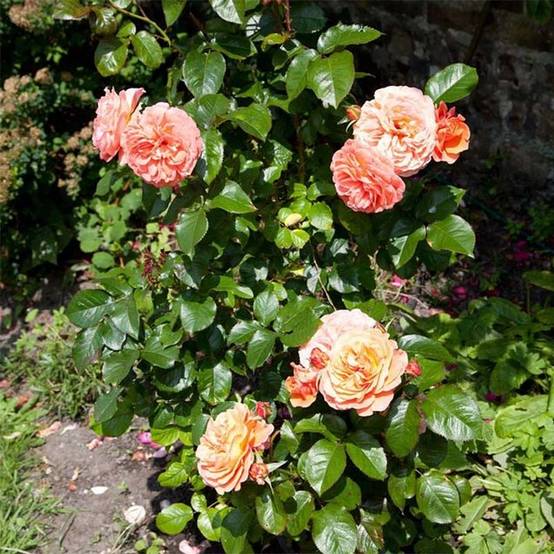 Promesse de Fleurs - Rosier à fleurs groupées François Mauriac Pot de 4L/5L