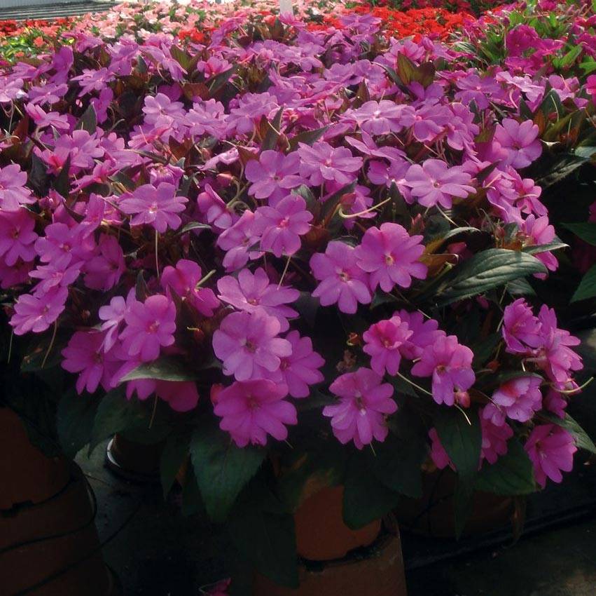 Impatiens SunPatiens Vigorous Lavender Mini-mottes Mini-motte Ø 3/4 cm (par 5)