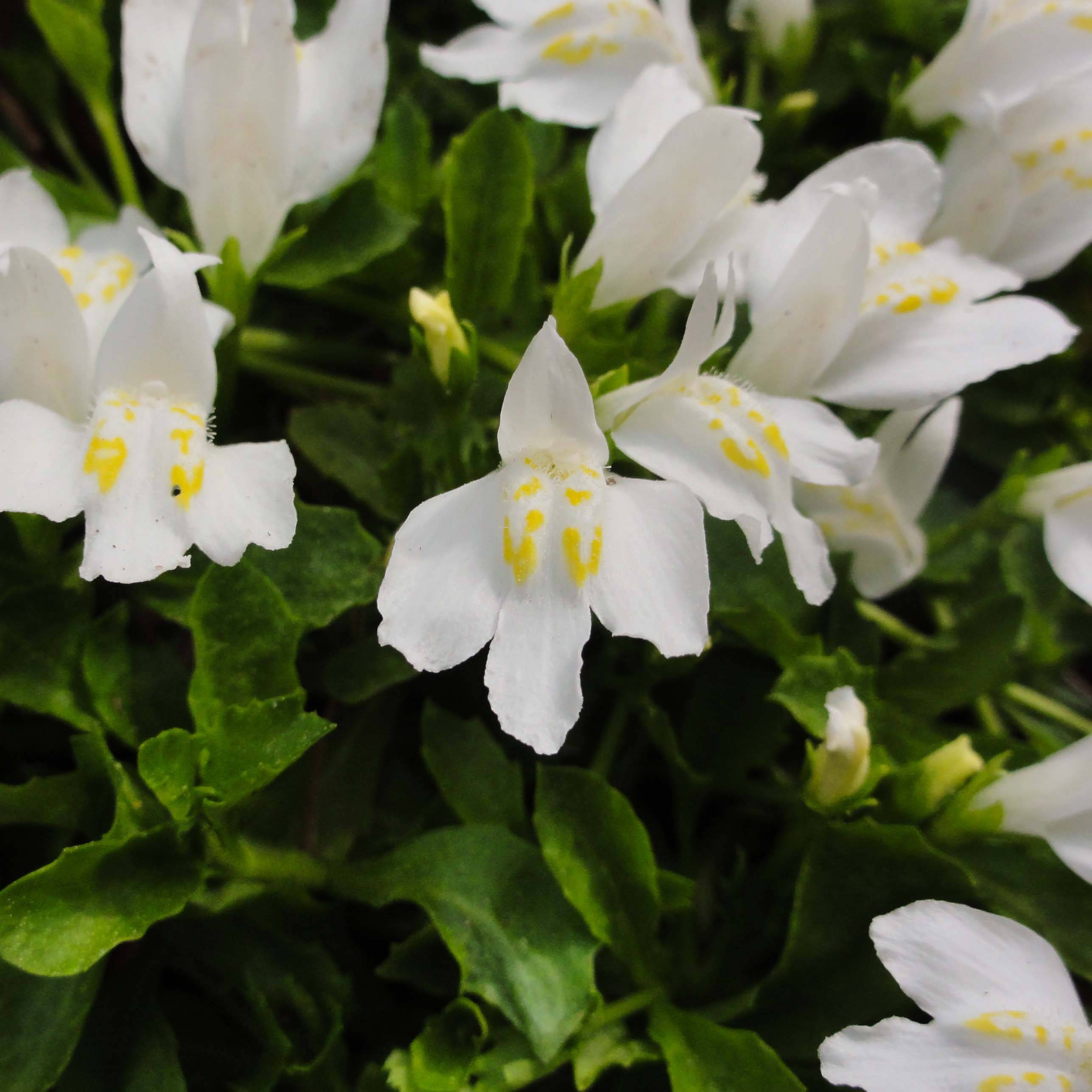 Promesse de Fleurs - Mazus reptans Albus - Mazus rampant Godet de 8/9 cm