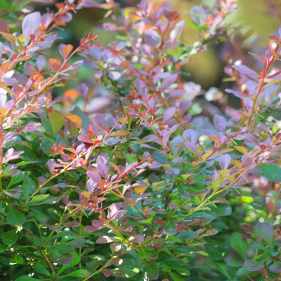 Epine-vinette naine pourpre, Berberis atropurpurea Nana à fleurs Orange - feuillage Caduc - Pot de 3L - 20/40 cm- hauteur à maturité De 0,50 m à 1,00 - Image 1