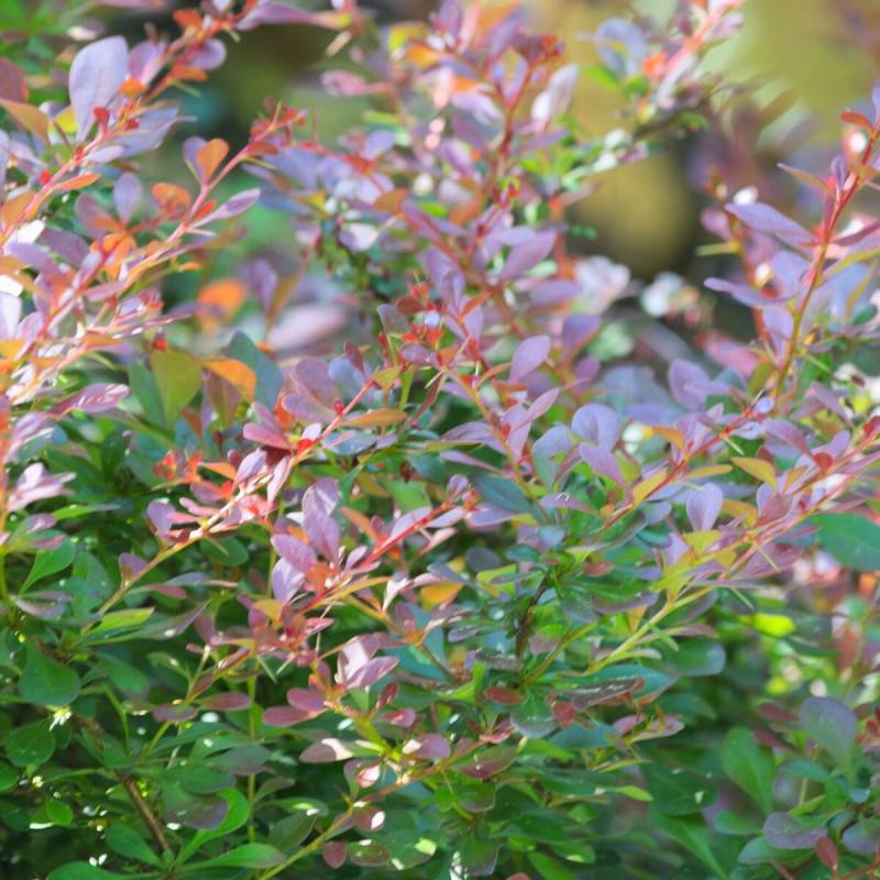 Epine-vinette naine pourpre, Berberis atropurpurea Nana à fleurs Orange - feuillage Caduc - Pot de 3L - 20/40 cm-  hauteur à maturité De 0,50 m à 1,00