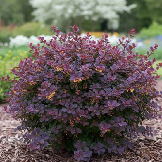 Epine-vinette naine pourpre, Berberis atropurpurea Nana à fleurs Orange - feuillage Caduc - Pot de 3L - 20/40 cm- hauteur à maturité De 0,50 m à 1,00 - Image 4