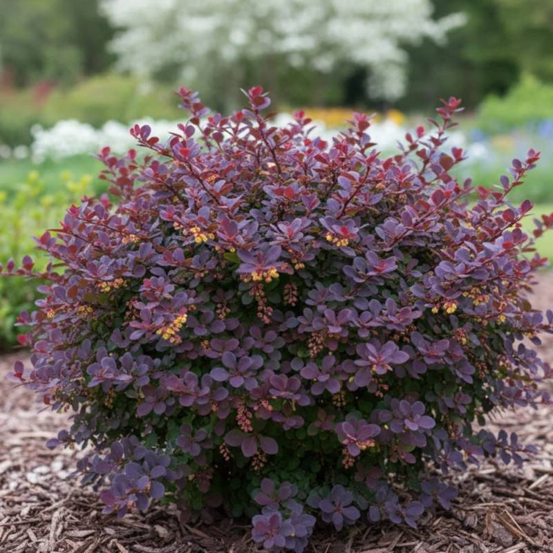 Epine-vinette naine pourpre, Berberis atropurpurea Nana à fleurs Orange - feuillage Caduc - Pot de 3L - 20/40 cm-  hauteur à maturité De 0,50 m à 1,00 - Image 4