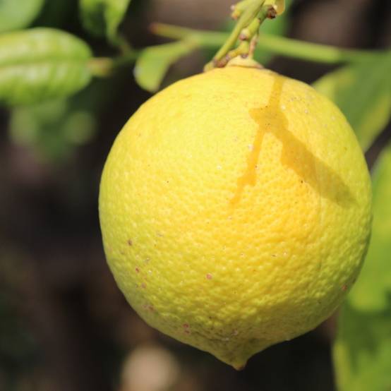 Citronnier - Citrus limon Cerza Pot de 4L/5L, 1/4 de tige