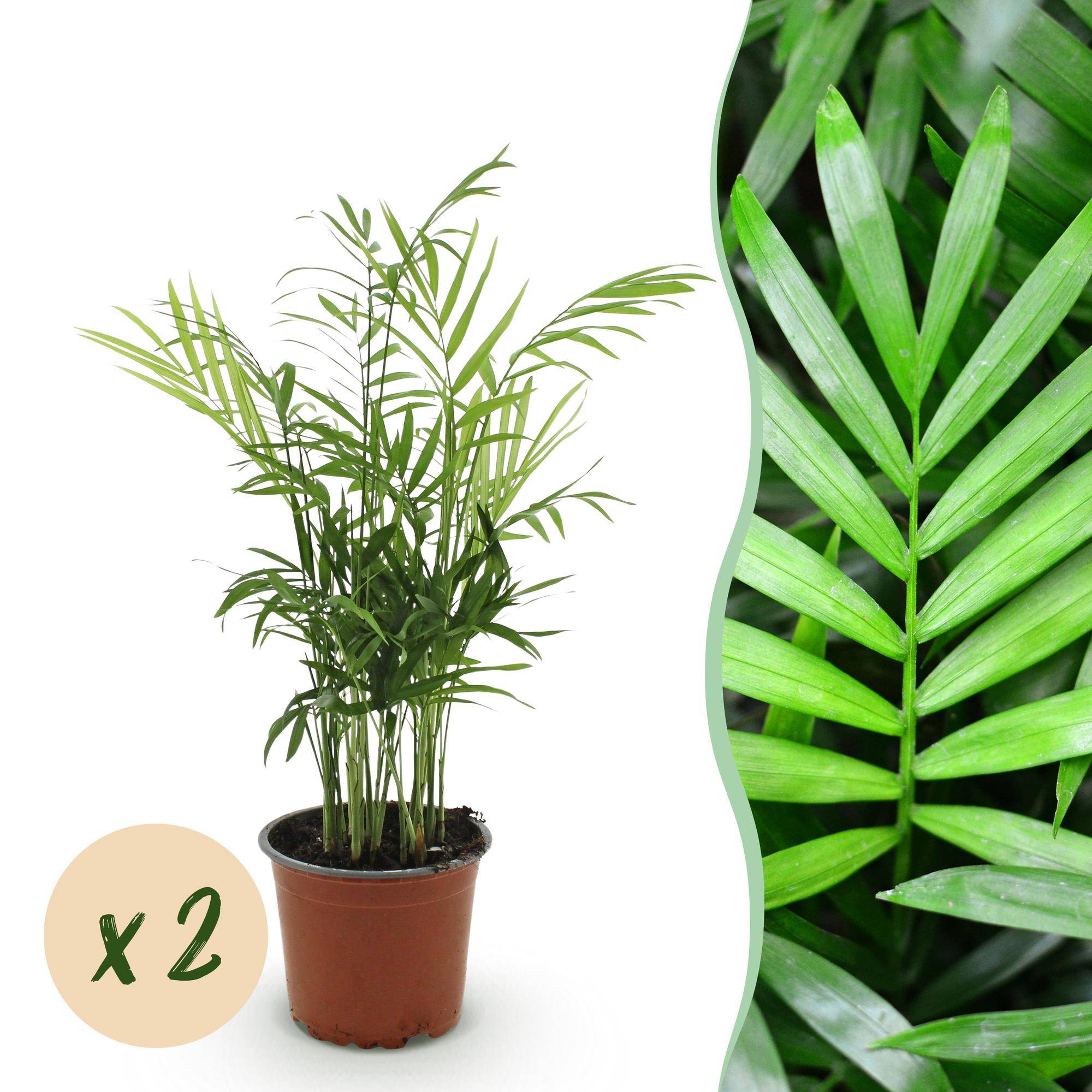 Chamaedorea elegans - Palm d'or - Lot de 2 Plantes - Pot de 12cm - Hauteur 35-40cm - Plantes d'intérieur - Image 1