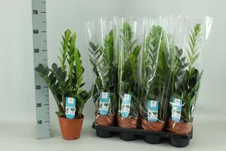 Zamioculcas 14cm - D14 H65cm