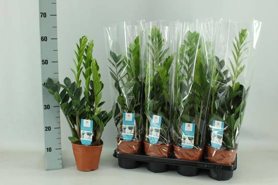 Zamioculcas 14cm - D14 H65cm