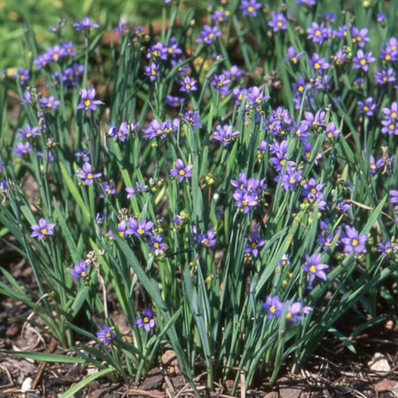Bermudienne idahoense à fleurs Bleue/ - feuillage Persistant - Godet - 5/20 cm