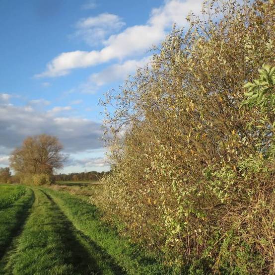 Saule blanc (Salix alba) - Godet - Taille 30/50cm - Pépinières Naudet - Image 2