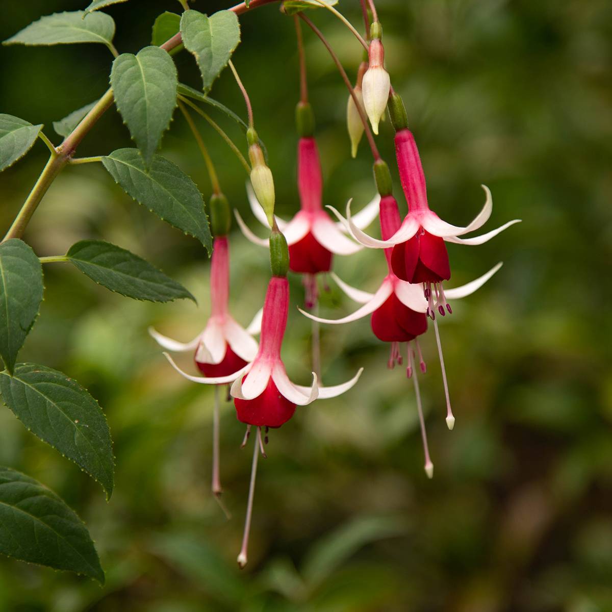 Fuchsia rustique Checkerboard Godet de 8/9 cm