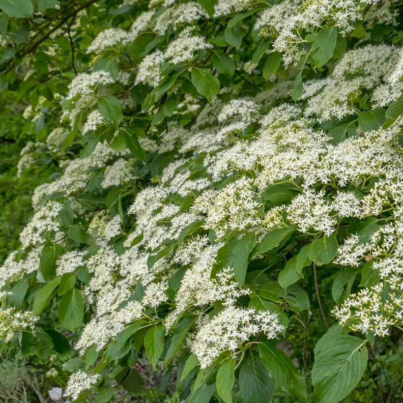 Promesse de Fleurs - Cornus controversa Pagoda - Cornouiller des Pagodes Pot de 4L/5L - Image 1