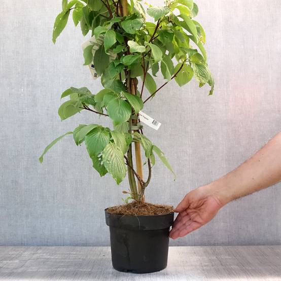 Promesse de Fleurs - Cornus controversa Pagoda - Cornouiller des Pagodes Pot de 4L/5L - Image 2