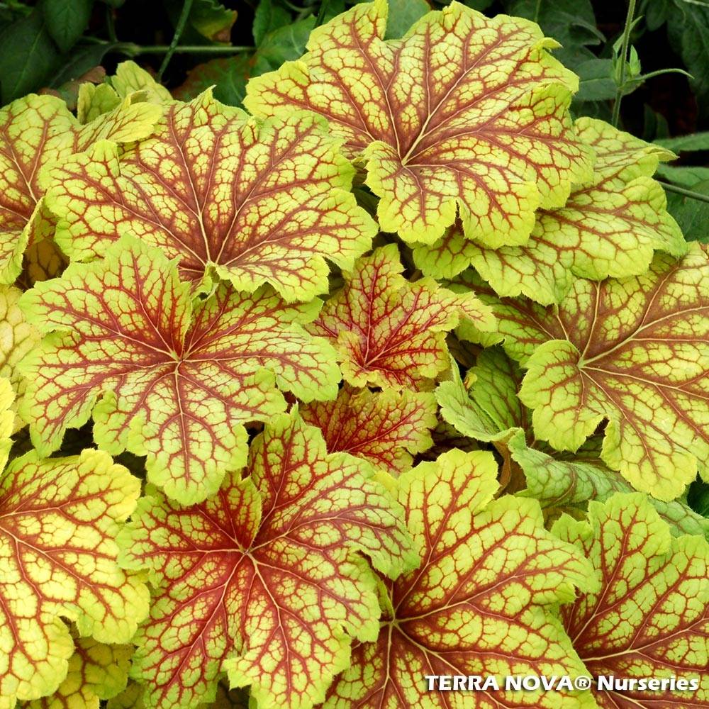 Promesse de Fleurs - Heuchère - Heuchera Red Lightning Godet de 8/9 cm