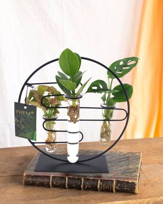 Trio de Boutures en Hydroculture Sur Socle Design - D12 H25cm