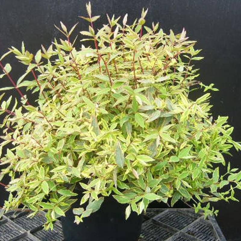 Millepertuis Tricolor à fleurs Jaune - feuillage Semi-Persistant - Pot de 7,5L - 40/60 cm-  hauteur à maturité De 0,50 m à 1,00 m - Image 6