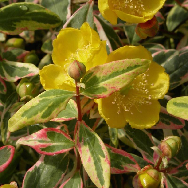 Millepertuis Tricolor à fleurs Jaune - feuillage Semi-Persistant - Pot de 7,5L - 40/60 cm-  hauteur à maturité De 0,50 m à 1,00 m - Image 1