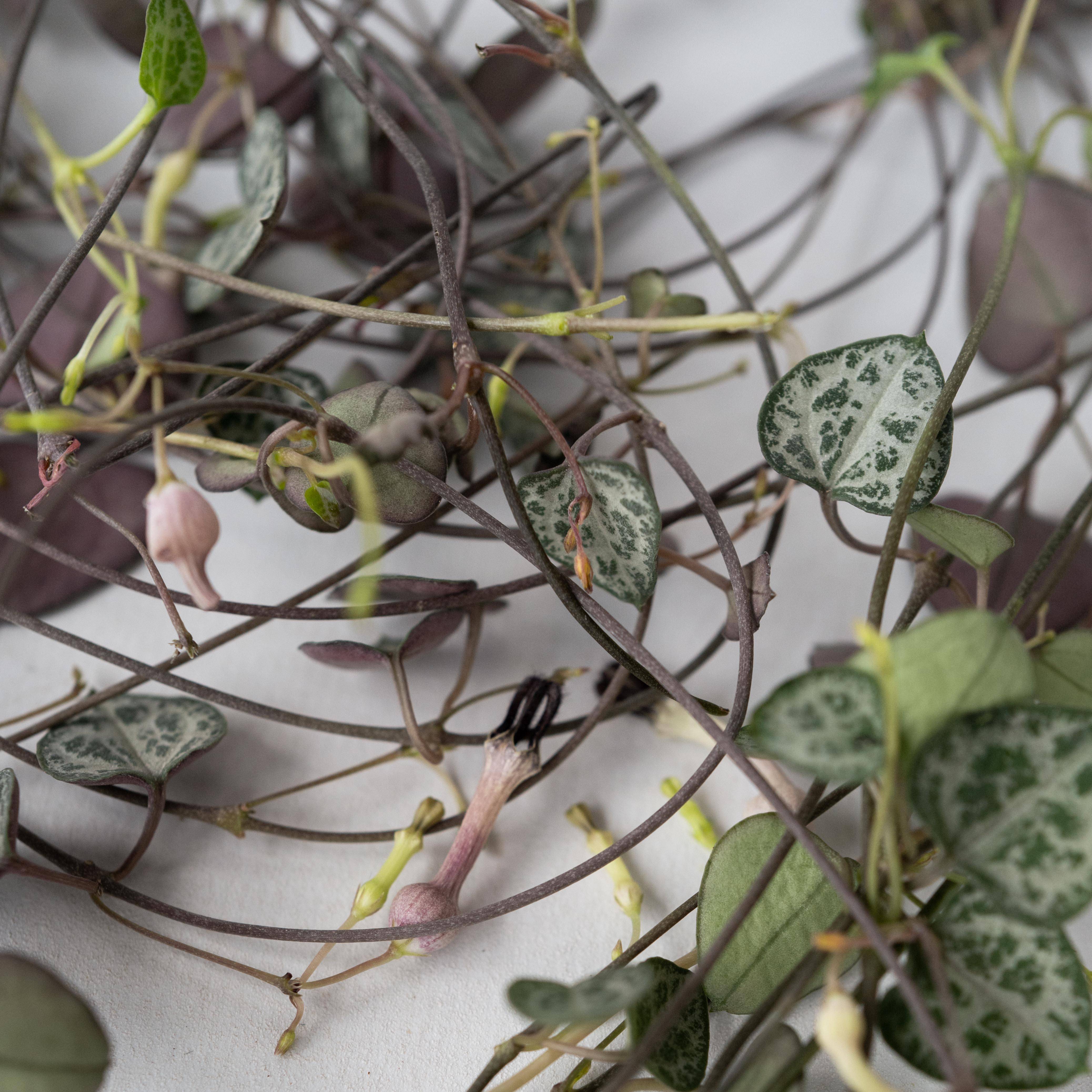 Plant In A Box - Chaîne des cœurs - Set de 2 - Ceropegia linearis Woodii - H20-30cm - ⌀14cm - Image 5