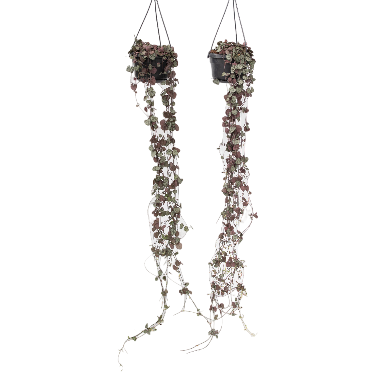 Plant In A Box - Chaîne des cœurs - Set de 2 - Ceropegia linearis Woodii - H20-30cm - ⌀14cm
