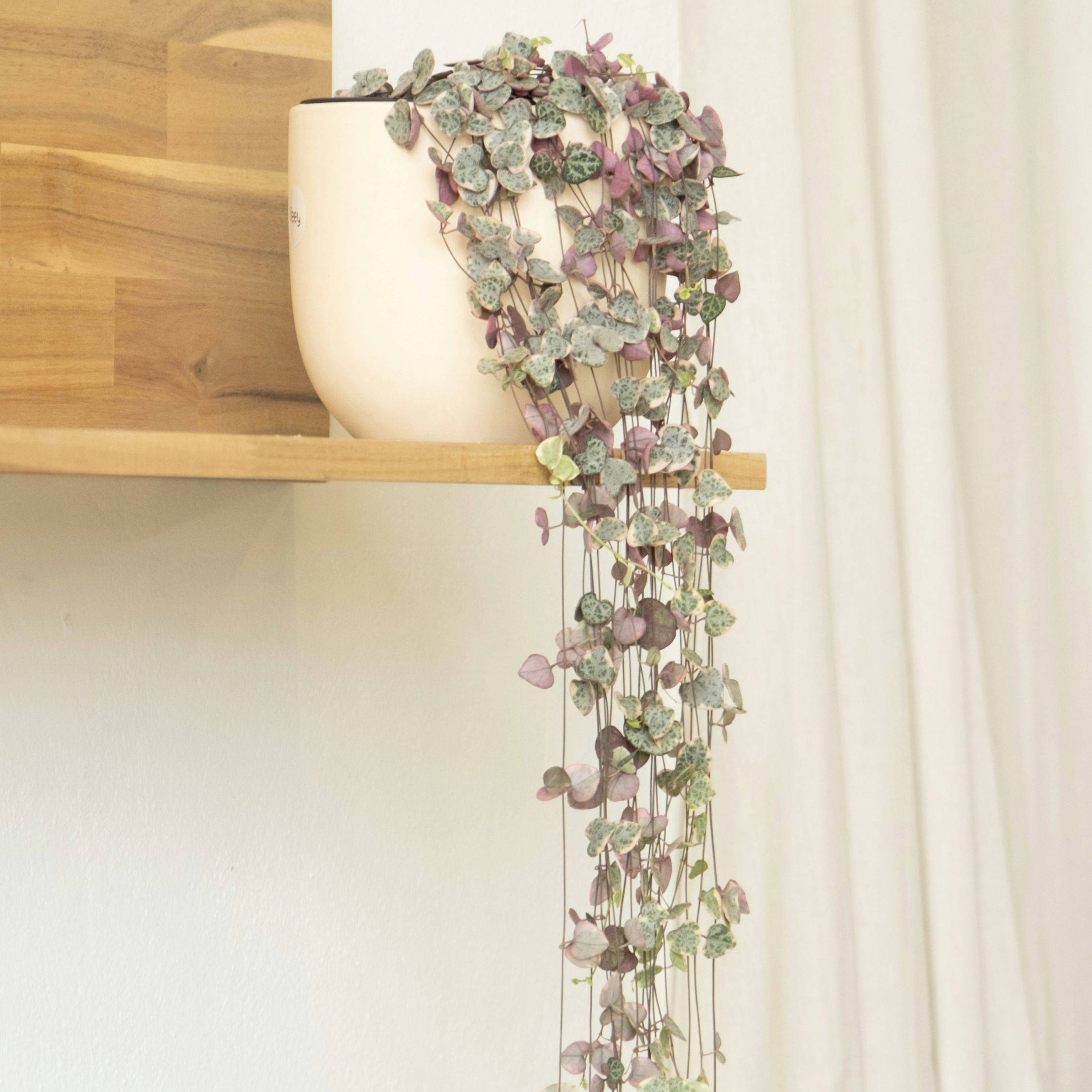Plant In A Box - Chaîne des cœurs - Set de 2 - Ceropegia linearis Woodii - H20-30cm - ⌀14cm - Image 3