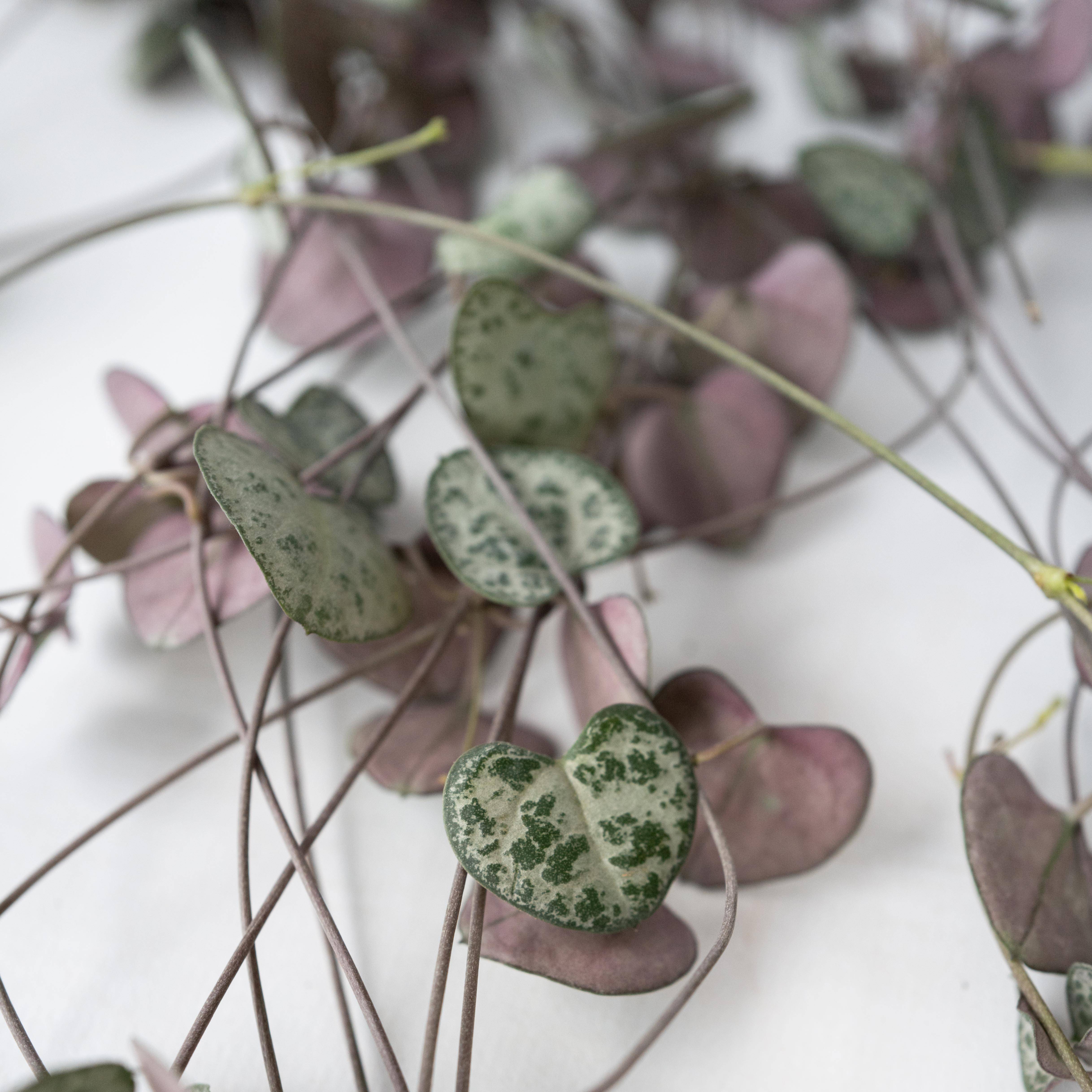 Plant In A Box - Chaîne des cœurs - Set de 2 - Ceropegia linearis Woodii - H20-30cm - ⌀14cm - Image 4