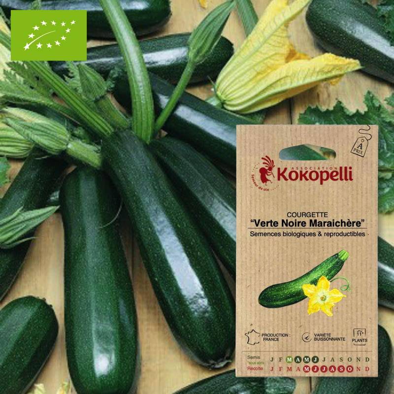 Graines bio à semer - Courgette Verte Noire Maraichère- Association Kokopelli