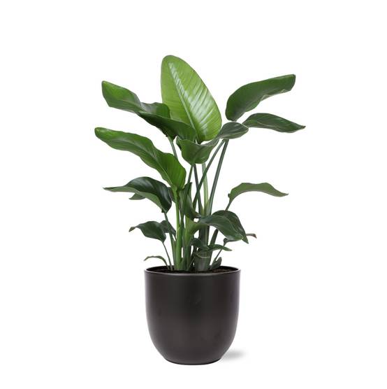Strelitzia Nicolai et son pot- La Green Touch Noir - Hauteur 80cm