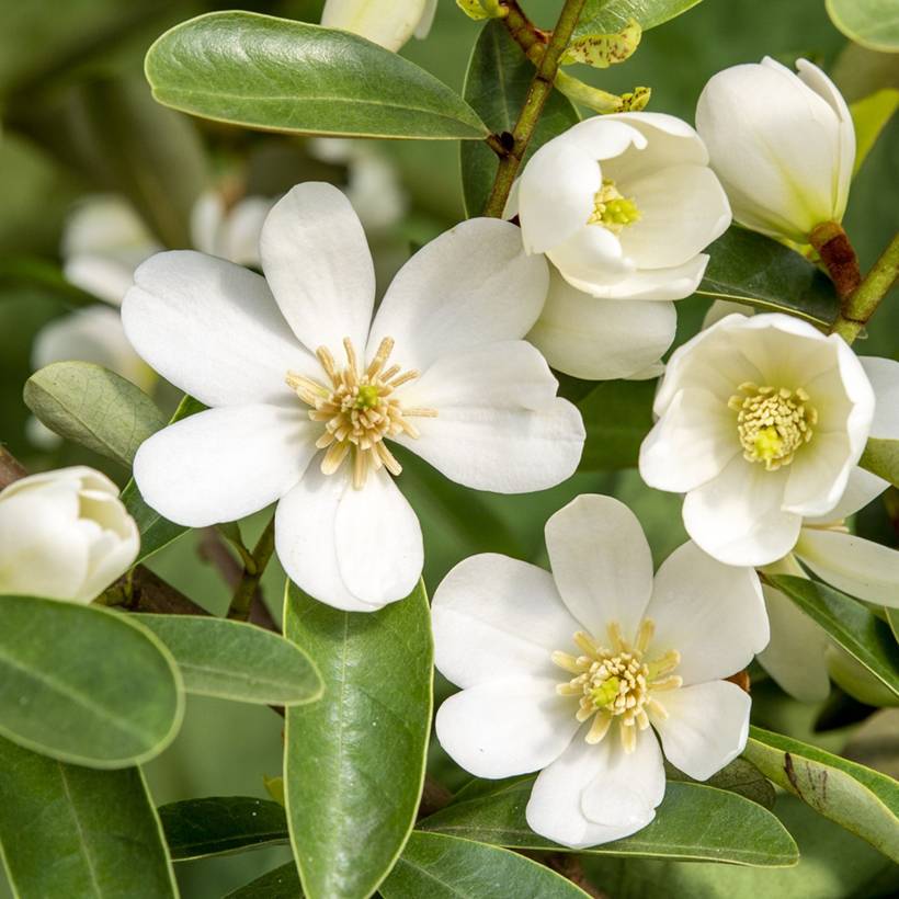Promesse de Fleurs - Magnolia laevifolia Vanilla Pearls - Michelia yunnanensis Pot de 2L/3L