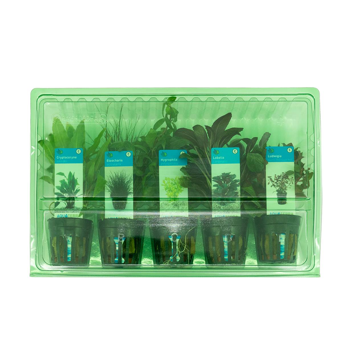 Set de 5 - Plantes d'aquarium véritables - Plantes aquatiques - Purifiantes - Oxygène - H. 15-20 cm - Image 2