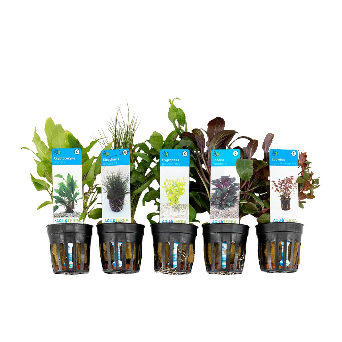 Set de 5 - Plantes d'aquarium véritables - Plantes aquatiques - Purifiantes - Oxygène - H. 15-20 cm
