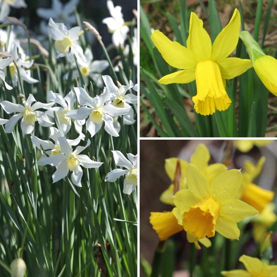Promesse de Fleurs - Collection 30 Narcisses précoces - Collection de 30 plantes