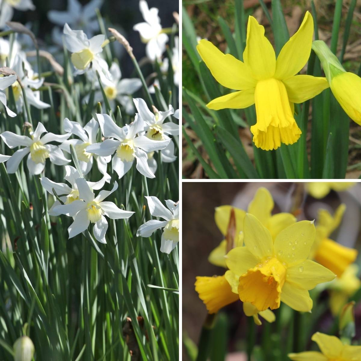 Promesse de Fleurs - Collection 30 Narcisses précoces - Collection de 30 plantes
