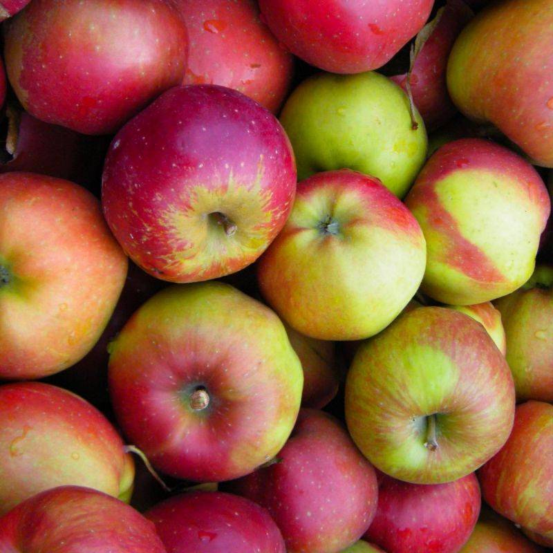 Pommier 'Melrose' (Malus domestica 'Melrose') - Scion de 100cm - Pépinières Naudet - Image 2