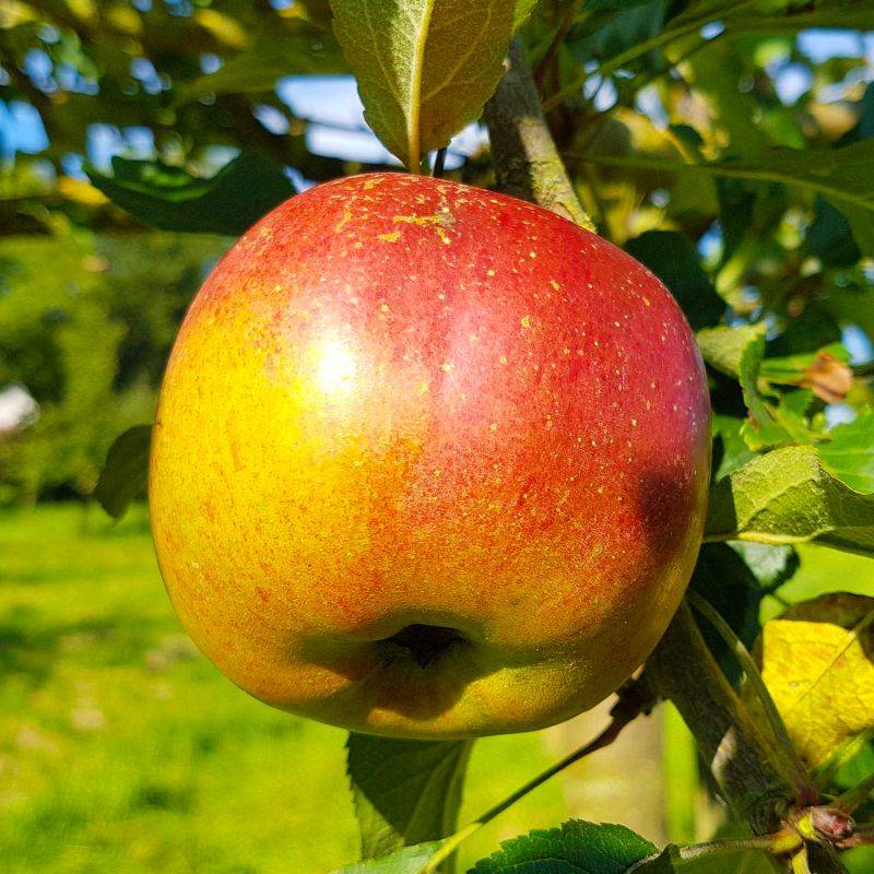 Pommier 'Melrose' (Malus domestica 'Melrose') - Scion de 100cm - Pépinières Naudet - Image 1