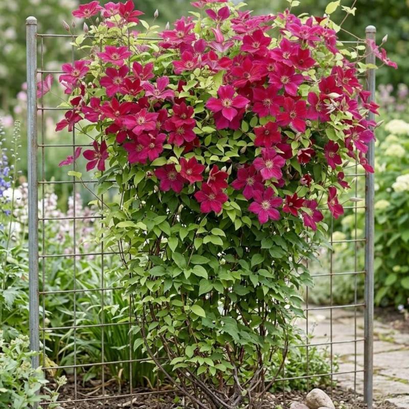 Clématite viticella John Howells® 'Zojohnhowells' à fleurs Rouge ...