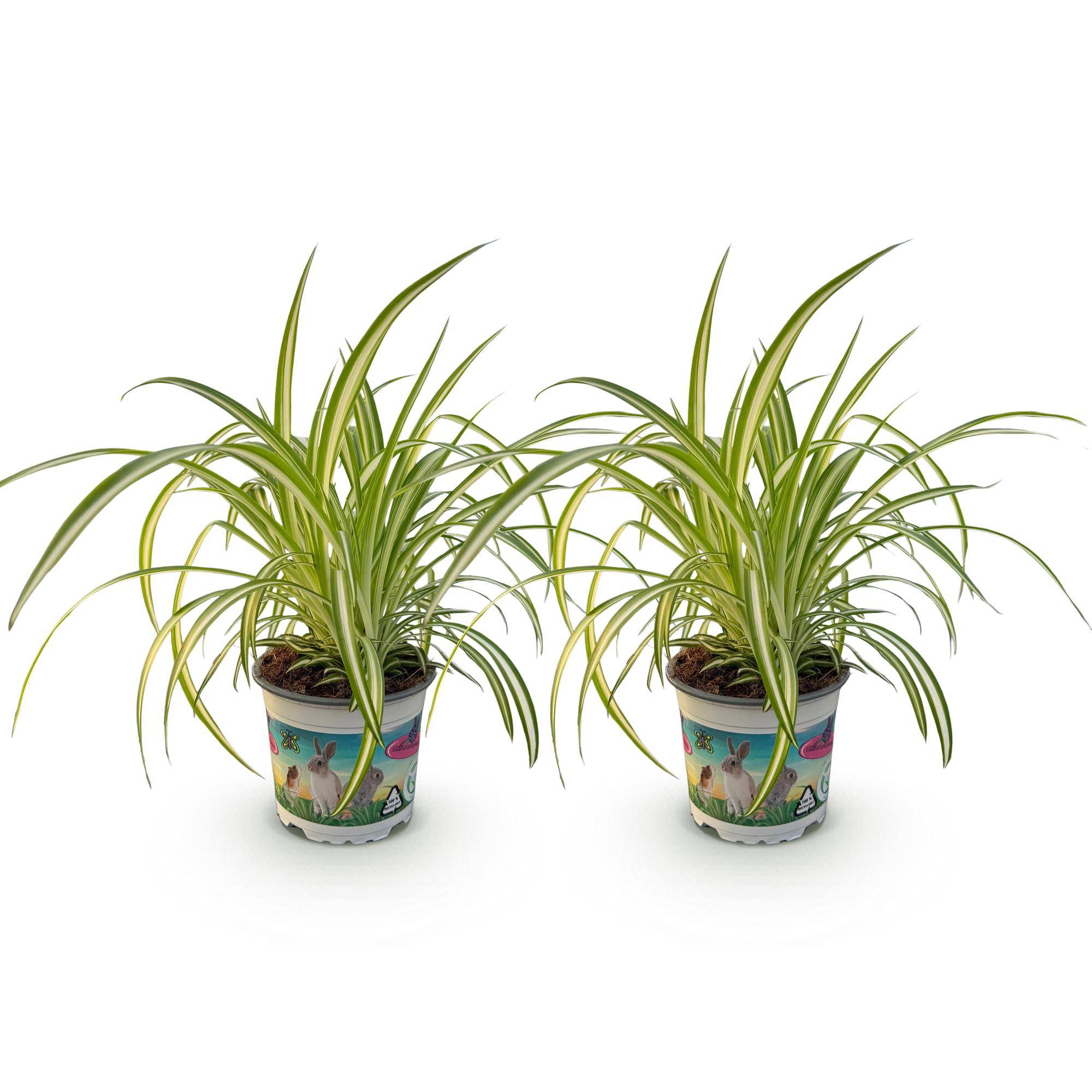 Chlorophytum comosum Variegatum - Pet-friendly - Plante araignée - Pot de 12cm - Hauteur 20-30cm - 2 plantes - Sans cache-pot - Plantes d'intérieur - Image 2