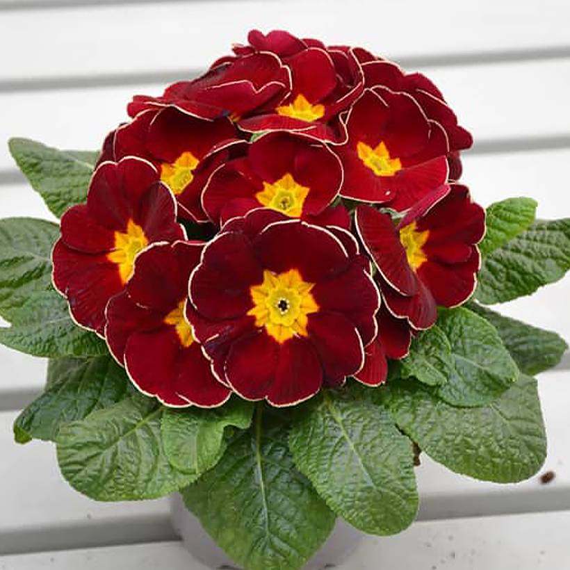 Promesse de Fleurs - Primevère hybride Charlie Wine Red Edge F1 - Primula hybrida Mini-motte Ø 1,5/2,5 cm (par 5)