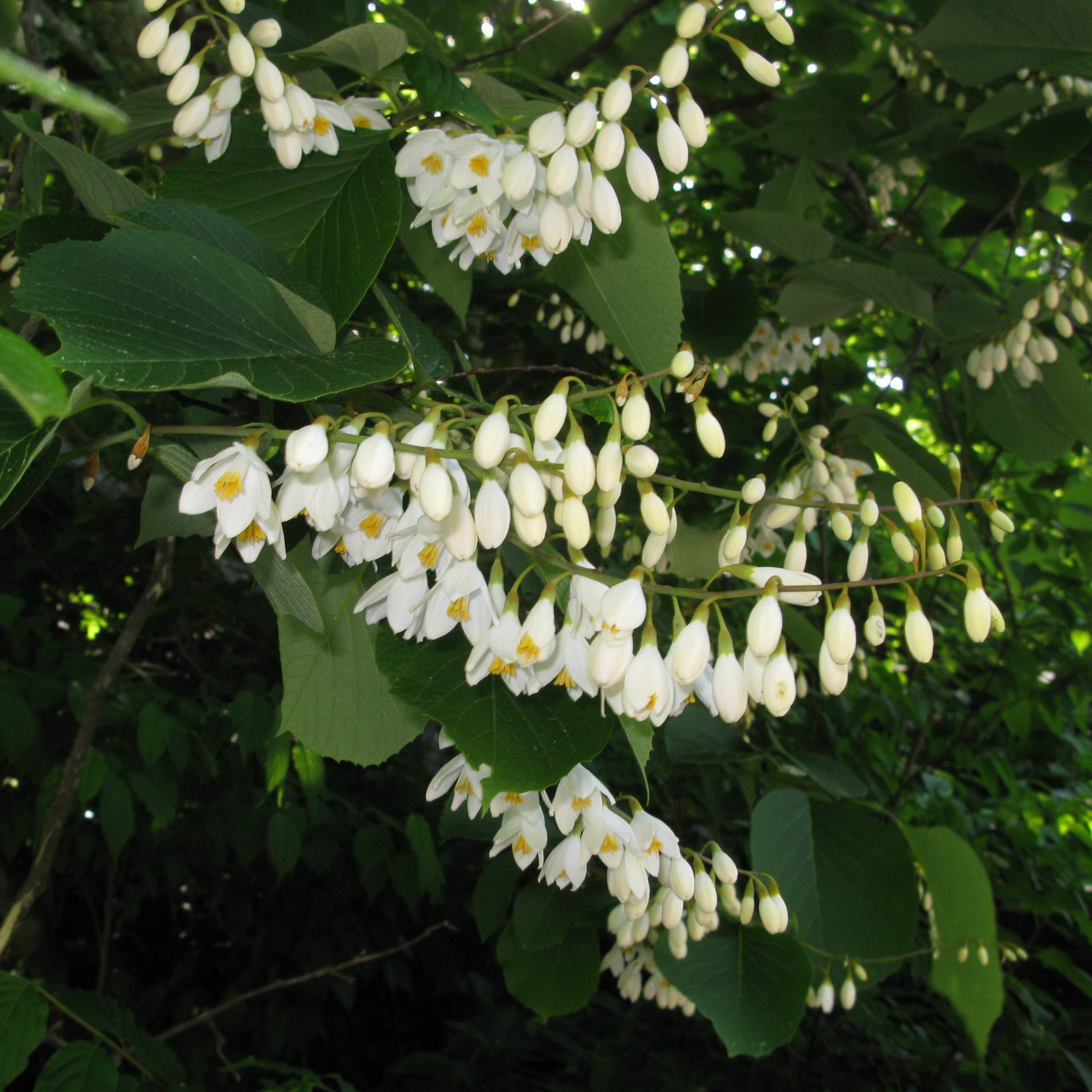 Styrax obassia - Styrax à grandes feuilles Pot de 2L/3L - Gamm vert