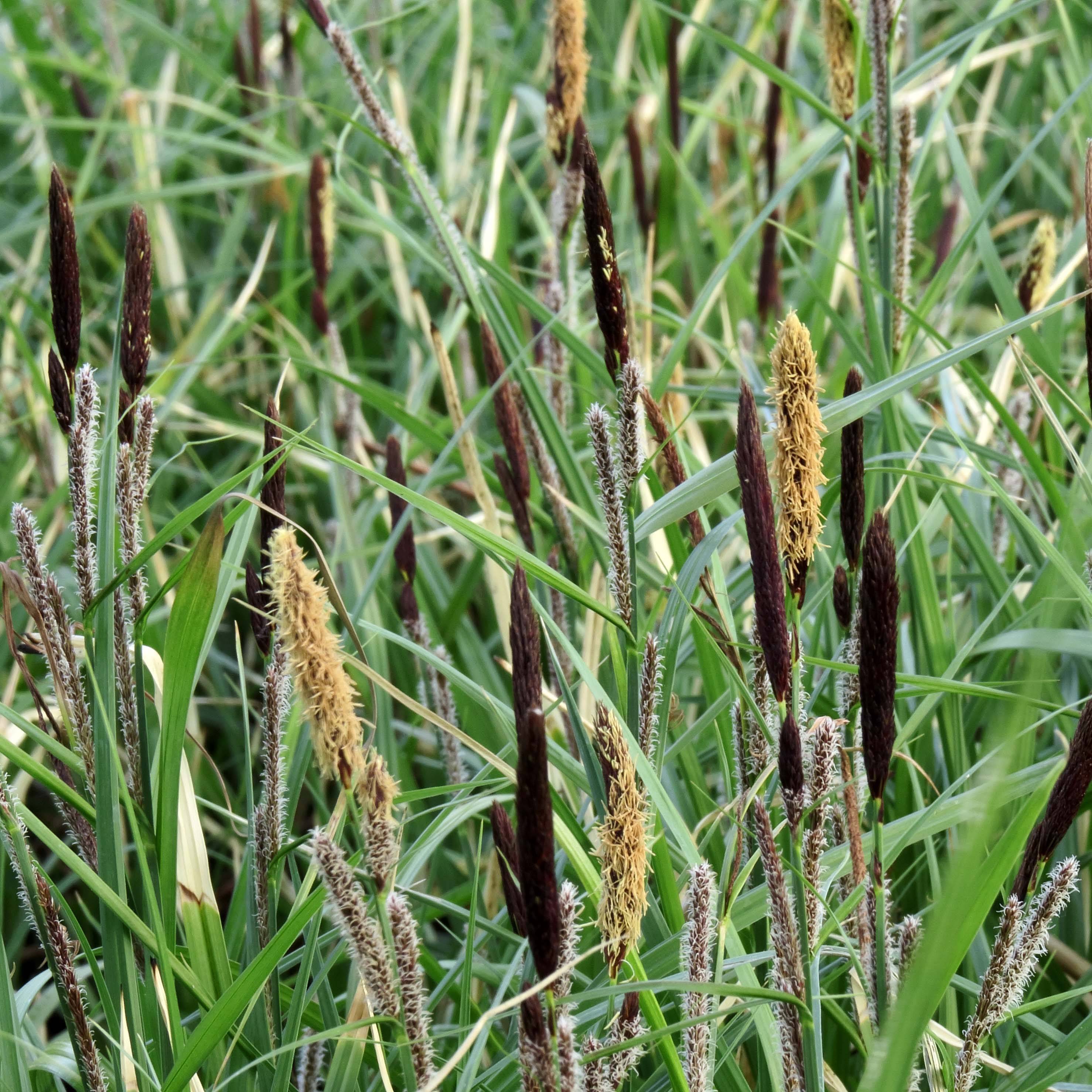 Promesse de Fleurs - Carex acutiformis - Fausse laîche aigüe Godet de 8/9 cm