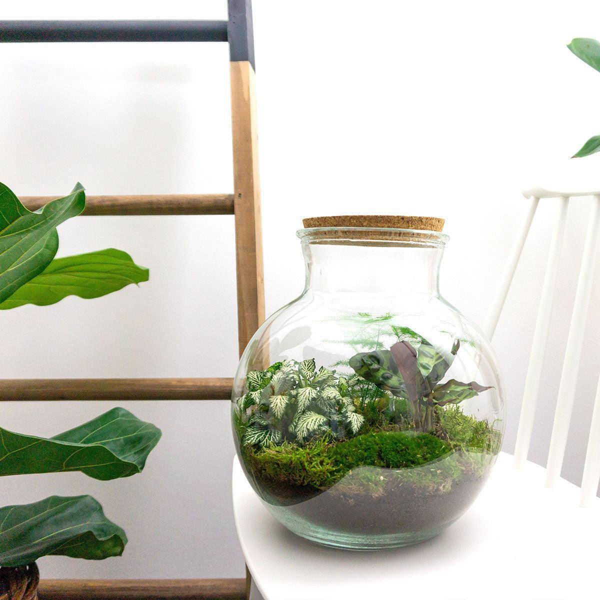 Diy Terrarium - D27 H27cm - Image 3
