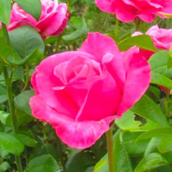 Rosier Grimpant 'Parfum Royal' grimpant® (Rosa 'Parfum Royal' ®) - Conteneur 3L - Pépinières Naudet