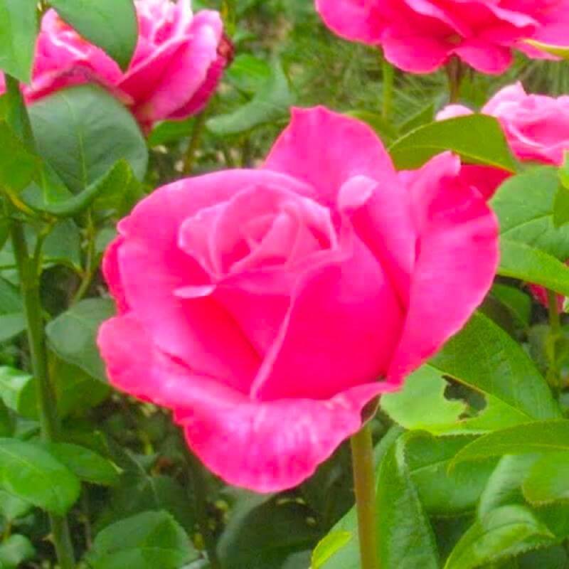 Rosier Grimpant 'Parfum Royal' grimpant® (Rosa 'Parfum Royal' ®) - Conteneur 3L - Pépinières Naudet